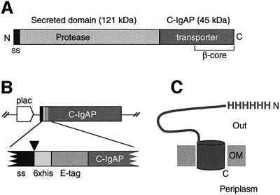 graphic file with name cdf209f1.jpg