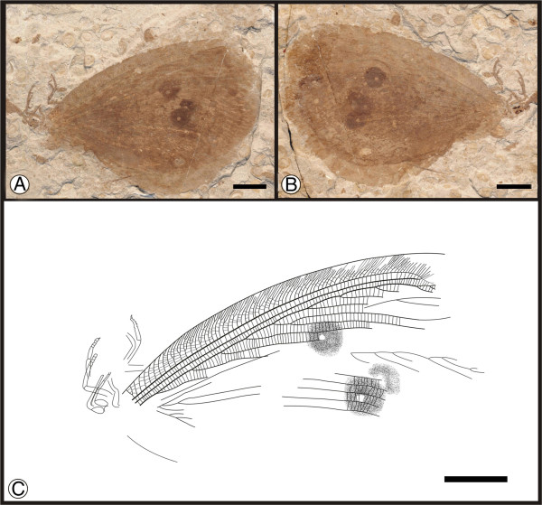 Figure 9