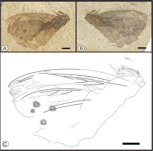 Figure 11