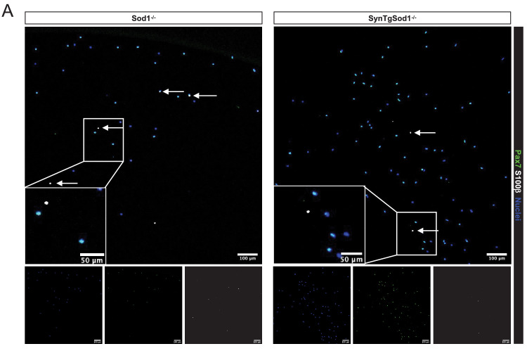 Figure 5—figure supplement 2.