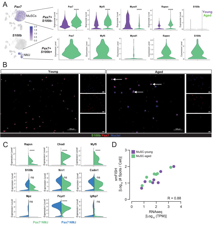 Figure 3—figure supplement 2.