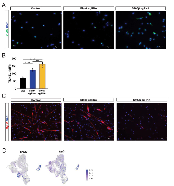 Figure 6—figure supplement 1.