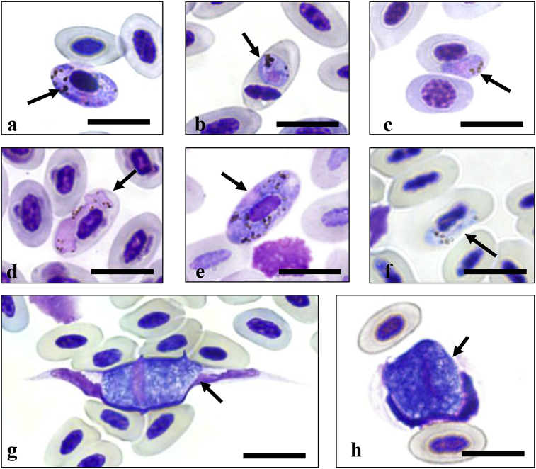 Fig. 2