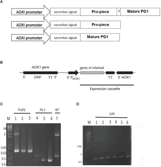 FIGURE 1