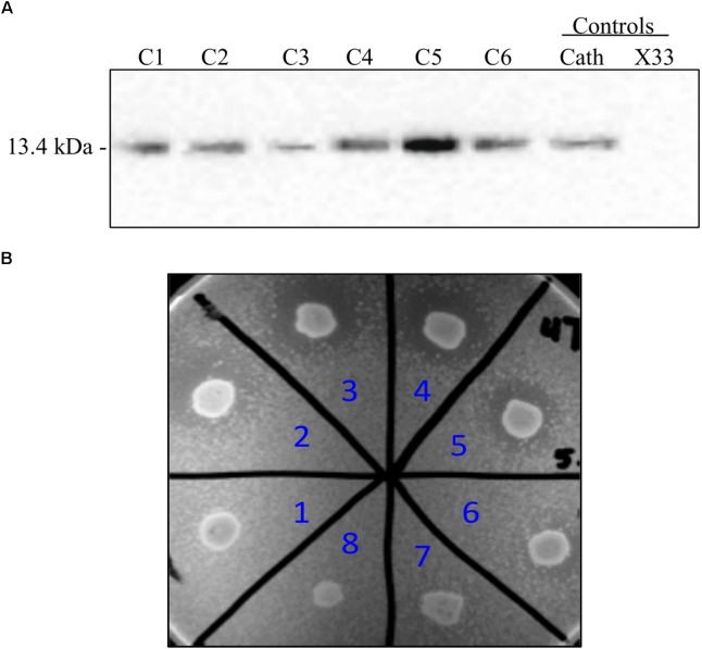 FIGURE 2