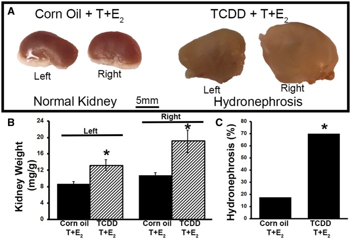 FIG. 5.