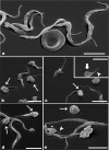FIG. 4.