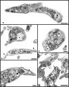 FIG. 3.