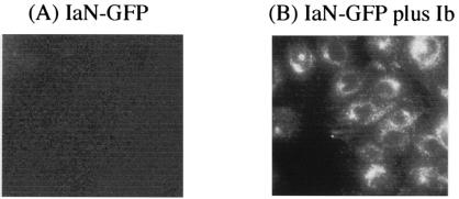 FIG. 8.