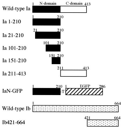 FIG. 1.