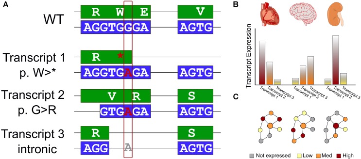 FIGURE 1