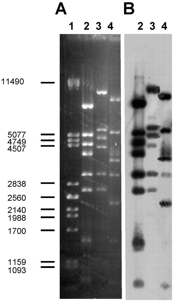 FIG. 2.