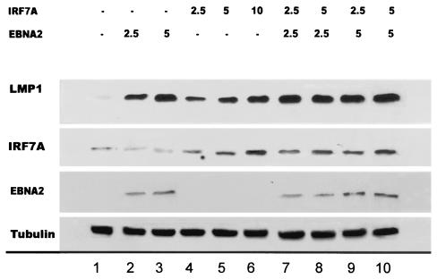 FIG. 5.