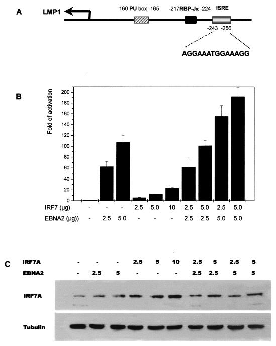 FIG. 1.