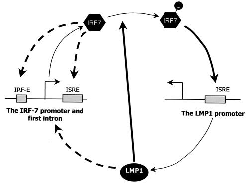 FIG. 7.