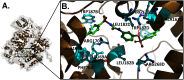 Figure 2A is a three-dimensional view of the chemical complex structure of 3-(3-Tosylureido)phenyl p-toluenesulfonate (Pergafast 201) and L-lactate dehydrogenase A chain (L D H A) complex. Figure 2B is a three-dimensional view depicting the binding site and interactions for the following residues: T R P 1 8 7 B, A R G 1 7 0 B, A L A 1 6 7 B, L E U 6 9 A, P H E 7 0 A, L E U 1 8 2 B, A R G 2 6 8 D, L E U 1 8 2 D, T R P 1 8 7 D, L E U 6 9 C, A L A 1 6 7 D, and A R G 1 7 0 D. The arrows depict hydrogen-bond acceptor features, and double-sided arrows symbolize aromatic ring interactions.