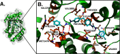 Figure 3A is a three-dimensional view of the chemical complex structure of 4,4 prime-Bis(N-carbamoyl-4-methylbenzensulfonamide)diphenylmethane (B T U M) and Estradiol 17-beta-dehydrogenase 1 (D H B 1) complex. Figure 3B is a three-dimensional view depicting the binding site and interactions for the following residues: V A L 2 2 5 X, P H E 2 5 9 X, L E U 1 4 9 X, V A L 1 4 3 X, M E T 1 4 7 X, G L Y 1 4 4 X, S E R 1 4 2 X, P H E 1 9 2 X, V A L 1 8 8 X, I L E 1 4 X, T H R 1 9 0 X, A R G 3 7 X, T H R 1 4 0 X, A L A 9 1 X , V A L 1 1 3 X, and V A L 6 6 X.