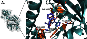 Figure 5A is a three-dimensional view of the chemical complex structure of Bisphenol P H (B P P H) and Poly [A D P-ribose] polymerase 1 (P A R P 1) complex. Figure 5B is a three-dimensional view depicting the binding site and interactions for the following residues: T Y R 9 0 7 B, I L E 8 7 2 B, G L Y 8 6 3 B, A L A 8 9 8 B, T Y R 8 9 6 B, A L A 8 8 0 B, and T Y R 8 8 9 B. The arrows with circles depict hydrogen-bond donor features.