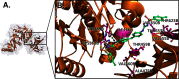 Figure 1A is a three-dimensional view of the chemical complex structure of 4,4 prime-Bis(N-carbamoyl-4-methylbenzensulfonamide)diphenylmethane (B T U M) and Proprotein convertase subtilisin/kexin type 9 (P C S K 9) complex. Figure 1B is a three-dimensional view depicting the binding site and interactions for the following residues: V A L 3 5 9 B, C Y S 3 5 8 B, I L E 4 1 6 B, T H R 4 5 9 B, V A L 4 6 0 B, V A L A 4 7 5 B, V A L 6 5 5 B, T H R 6 5 3 B, V A L 6 5 0 B, and T H R 6 2 3 B. The arrows with circles depict hydrogen-bond donor features.
