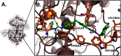 Figure 7A is a three-dimensional view of the chemical complex structure of 4,4 prime-Bis(N-carbamoyl-4-methylbenzensulfonamide)diphenylmethane (B T U M) and N A D-dependent protein deacetylase sirtuin-6 (S I R 6) complex. Figure 7B is a three-dimensional view representing the binding site and interactions for the following residues: A S N 2 4 0 A, V A L 2 5 8 A, L E U 2 4 1 A, T Y R 2 5 7 A, G L N 2 4 2 A, A L A 5 8 A, T H R 5 7 A, P H E 6 4 A, A L A 5 3 A, I L E 2 1 9 A, L E U 1 8 6 A, and T R P 1 8 8 A. The arrows depict hydrogen-bond acceptor features.