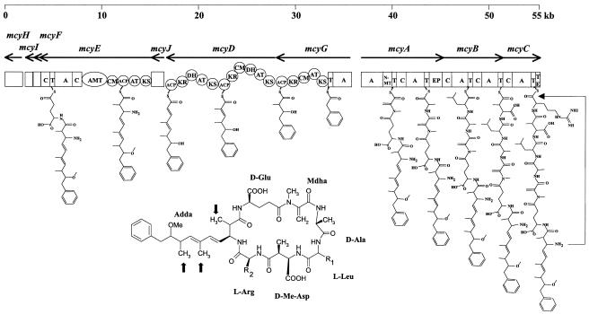 FIG. 1.