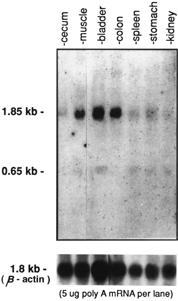 FIG. 5A