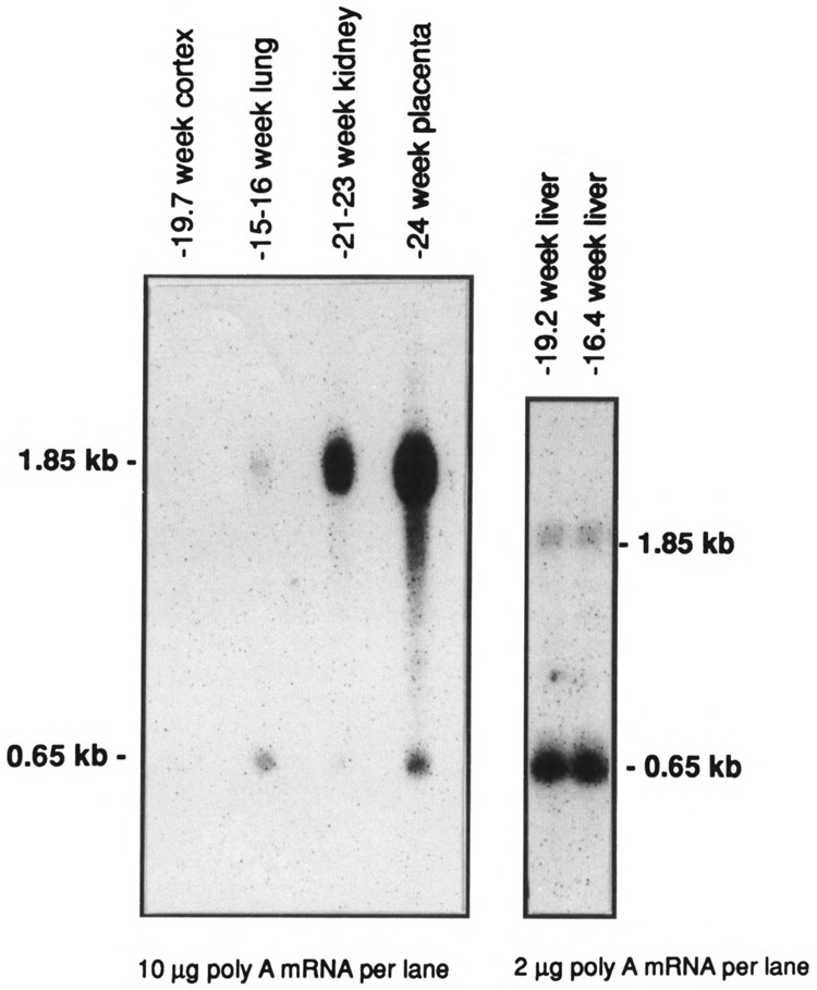 FIG. 5B