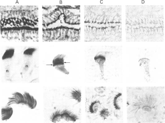 graphic file with name pnas00449-0143-a.jpg