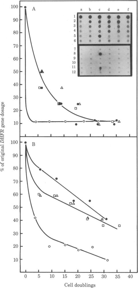 graphic file with name pnas00650-0167-a.jpg