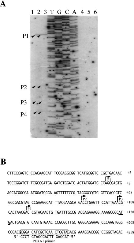 FIG. 4.