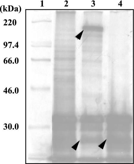 FIG. 5.