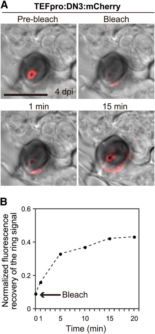 Figure 7.