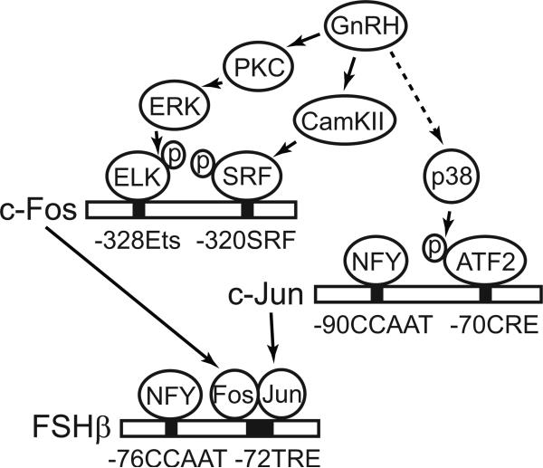 Figure 11