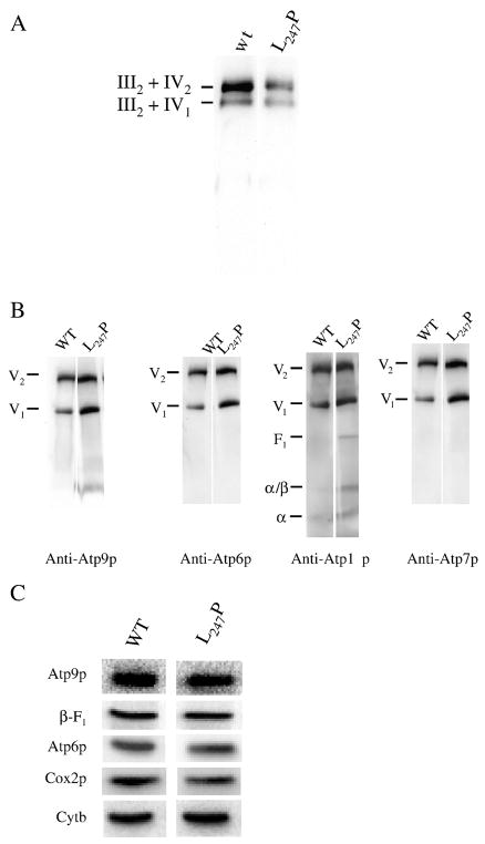 Fig. 2