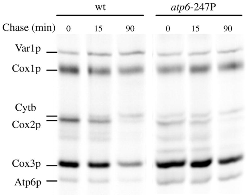 Fig. 4