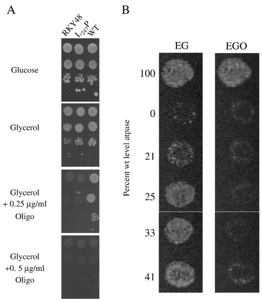 Fig. 5