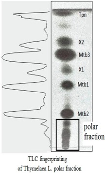 graphic file with name ijms-18-01383-i001.jpg