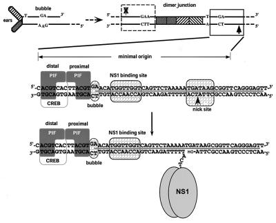 FIG. 1.