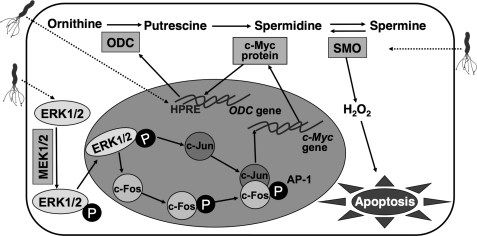 FIGURE 12.