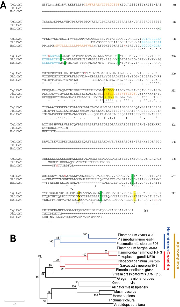 FIGURE 1.