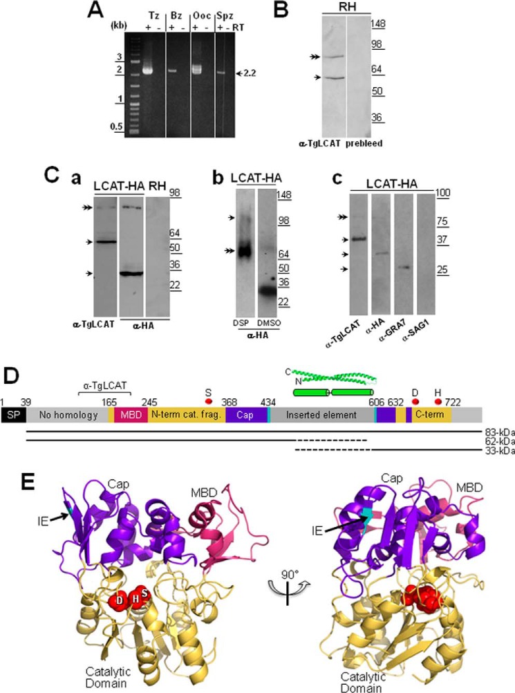 FIGURE 2.