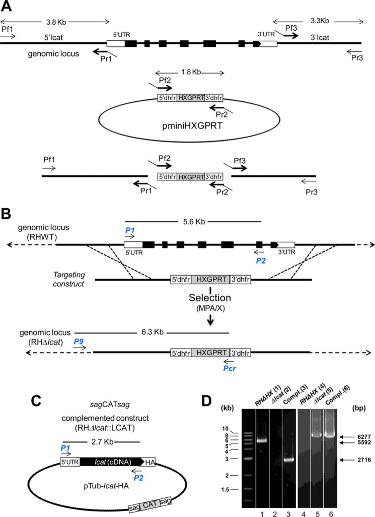 FIGURE 7.