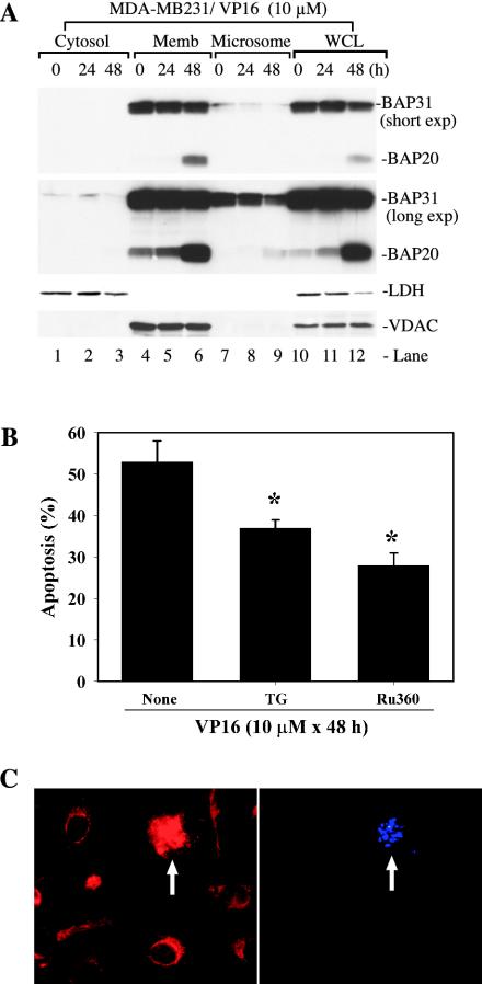 FIG. 8.