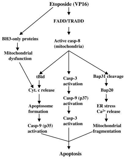 FIG. 9.