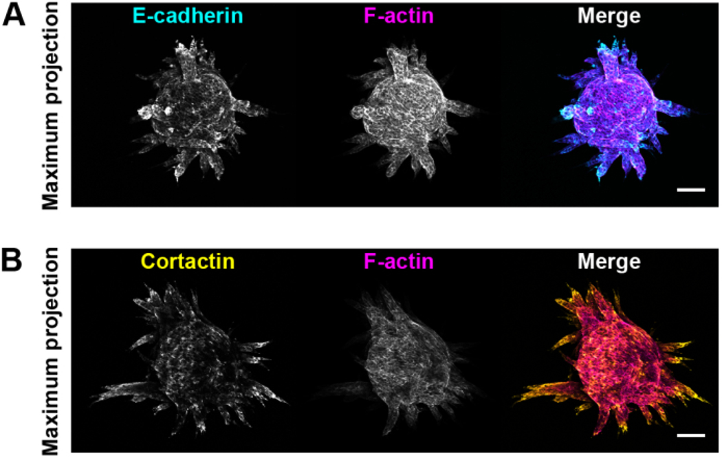 Figure 4: