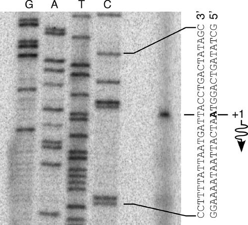 FIG. 1.