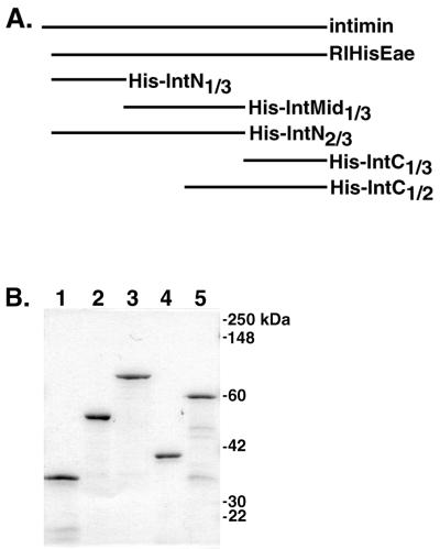 FIG. 1