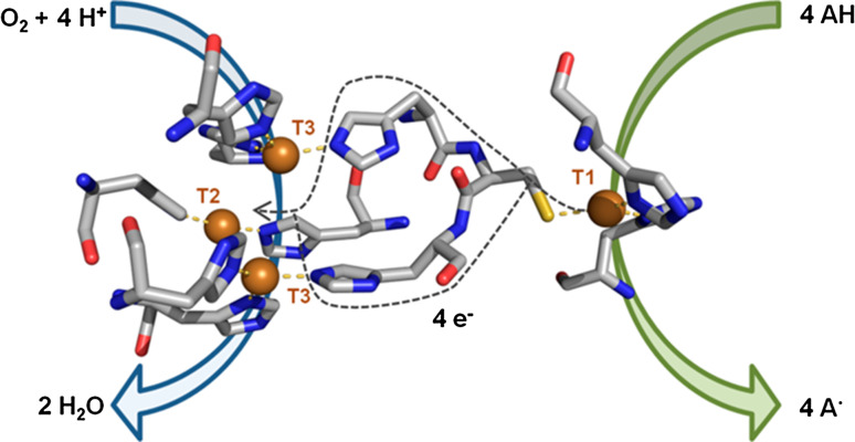 Fig. 1