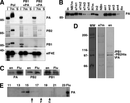 FIG. 1.