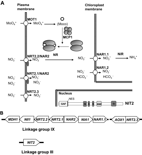 FIG. 2.